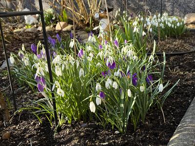 Lilla Krokuss Pflanzen in der Morgensonne im Garten in in Hamburg - Es wird Fruehling - Die Krokusse sind Pflanzengattung der Schwertliliengewaechse HH Deutschland *** Lilla crocus plants in the morning sun in the garden in Hamburg Its spring The crocuses are plants of the iris family HH Germany-stock-foto