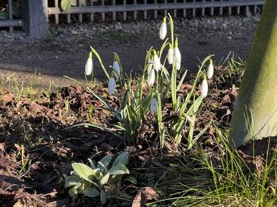 Weisse Schneegloeckchen Pflanzen in der Morgensonne im Gruenstreifen am Strassenrand in Hamburg - Es wird Fruehling - Die Schneegloeckchen bilden eine Pflanzengattung innerhalb der Familie der Amaryllisgewaechse. Sie sind seit Jahrhunderten beliebte Zierpflanzen, da sie zu den ersten Bluetenpflanzen des Vorfr?hlings gehoeren HH Deutschland *** White snowdrop plants in the morning sun in the green strip at the roadside in Hamburg Its springtime The snowdrops are a plant genus within the amaryllis family They have been popular ornamental plants for centuries, as they are among the first flowering plants of early spring HH Germany-stock-foto