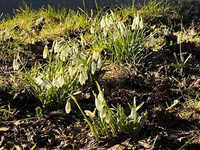 Weisse Schneegloeckchen Pflanzen in der Morgensonne im Gruenstreifen am Strassenrand in Hamburg - Es wird Fruehling - Die Schneegloeckchen bilden eine Pflanzengattung innerhalb der Familie der Amaryllisgewaechse. Sie sind seit Jahrhunderten beliebte Zierpflanzen, da sie zu den ersten Bluetenpflanzen des Vorfr?hlings gehoeren HH Deutschland *** White snowdrop plants in the morning sun in the green strip at the roadside in Hamburg Its springtime The snowdrops are a plant genus within the amaryllis family They have been popular ornamental plants for centuries, as they are among the first flowering plants of early spring HH Germany-stock-foto