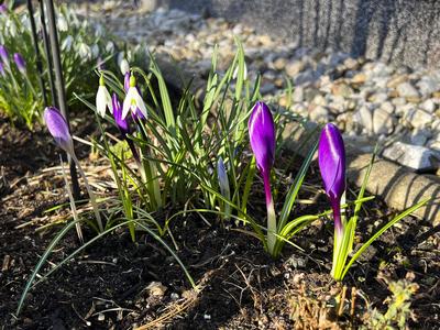 Lilla Krokuss Pflanzen in der Morgensonne im Garten in in Hamburg - Es wird Fruehling - Die Krokusse sind Pflanzengattung der Schwertliliengewaechse HH Deutschland *** Lilla crocus plants in the morning sun in the garden in Hamburg Its spring The crocuses are plants of the iris family HH Germany-stock-foto