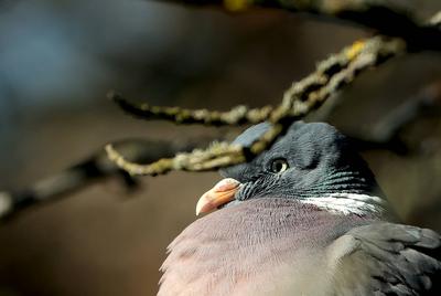 04.03.2025, Tierwelt in Muenchen-stock-photo