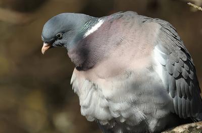 04.03.2025, Tierwelt in Muenchen-stock-photo