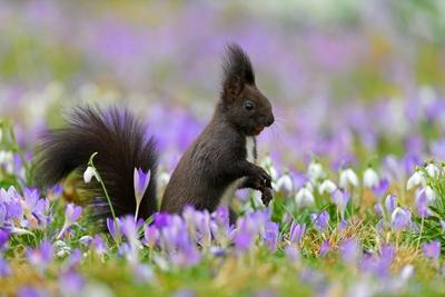 Europaeisches Eichhoernchen Eurasisches Eichhoernchen Eichhoernchen Sciurus vulgaris sitzt in e-stock-foto