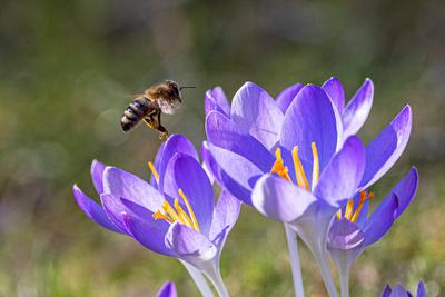 Elfenkrokus, Elfen-Krokus, Dalmatiner Krokus (Crocus tommasinianus), Honigbiene fliegt Krokusblueten an, Deutschland, Ba-stock-foto
