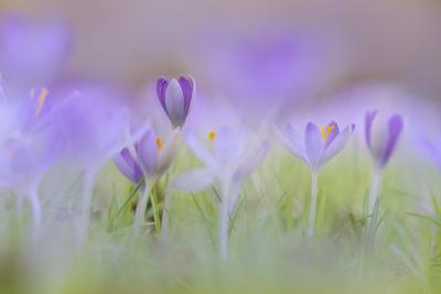 Elfenkrokus, Elfen-Krokus, Dalmatiner Krokus (Crocus tommasinianus), bluehend auf einem Rasen, Niederlande, Friesland Ea-stock-foto