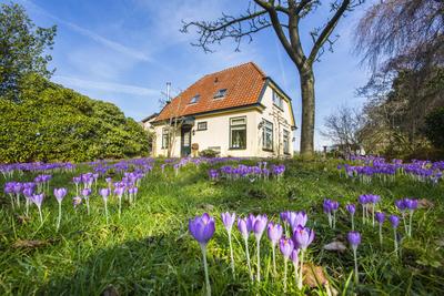 Elfenkrokus, Elfen-Krokus, Dalmatiner Krokus (Crocus tommasinianus), bluehend in einem Zierrasen in einem Garten, Nieder-stock-foto