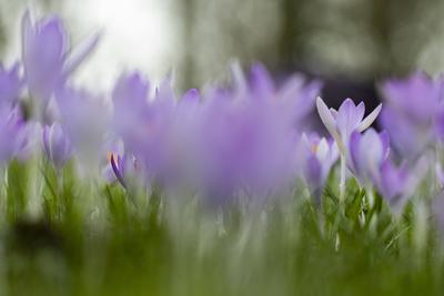 Elfenkrokus, Elfen-Krokus, Dalmatiner Krokus (Crocus tommasinianus), bluehend auf einem Rasen, Niederlande, Friesland Ea-stock-foto