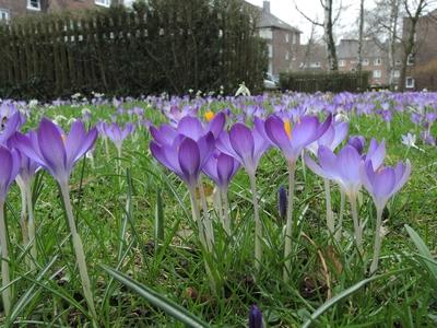Elfenkrokus Elfen Krokus Dalmatiner Krokus Crocus tommasinianus verwildert in einem Rasen Deut-stock-foto
