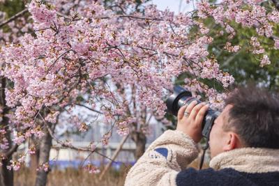 China, Kirschbl?te in Shanghai  SHANGHAI, CHINA - MARCH 06: A visitor takes a photo of blooming cherry blossom trees at-stock-foto