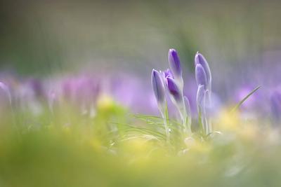 Elfenkrokus, Elfen-Krokus, Dalmatiner Krokus (Crocus tommasinianus), Elfenkrokusse in Knospe in einer Wiese, Deutschlan-stock-foto