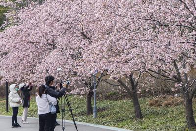 China, Kirschbl?te in Shanghai  SHANGHAI, CHINA - MARCH 06: Visitors take photos of blooming cherry blossom trees at Guc-stock-foto