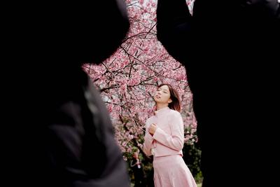 China, Kirschbl?te in Shanghai  SHANGHAI, CHINA - MARCH 05: A visitor poses for a photo with blooming cherry blossom tre-stock-foto
