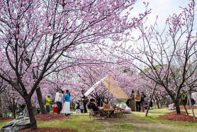 China, Kirschbl?te in Shanghai  SHANGHAI, CHINA - MARCH 06: Visitors enjoy the scenery of blooming cherry blossom trees-stock-foto