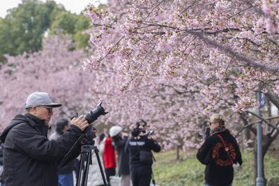China, Kirschbl?te in Shanghai  SHANGHAI, CHINA - MARCH 06: Visitors take photos of blooming cherry blossom trees at Guc-stock-foto
