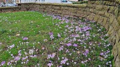Elfenkrokus, Elfen-Krokus, Dalmatiner Krokus, Crocus tommasinianus, Early Crocus, Woodland crocus, Tomasini's crocus-stock-foto