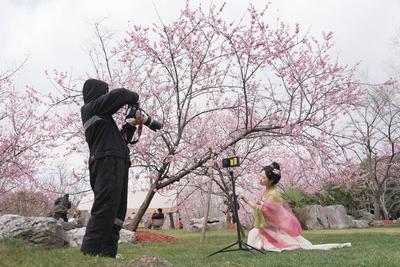 China, Kirschbl?te in Shanghai  SHANGHAI, CHINA - MARCH 05: A visitor poses for a photo with blooming cherry blossom tre-stock-foto