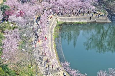 Cherry Blossoms in Full Bloom at Zhongshan Botanical Garden in Nanjing-stock-foto