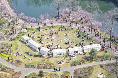 Cherry Blossoms in Full Bloom at Zhongshan Botanical Garden in Nanjing-stock-foto