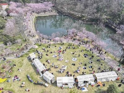 Cherry Blossoms in Full Bloom at Zhongshan Botanical Garden in Nanjing-stock-foto