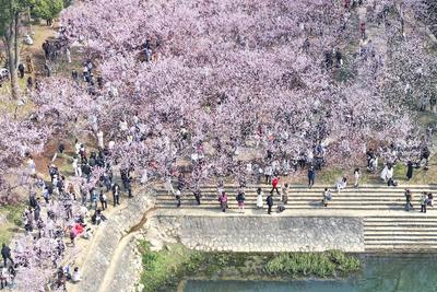 Cherry Blossoms in Full Bloom at Zhongshan Botanical Garden in Nanjing-stock-foto