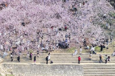 Cherry Blossoms in Full Bloom at Zhongshan Botanical Garden in Nanjing-stock-foto