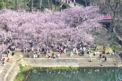 Cherry Blossoms in Full Bloom at Zhongshan Botanical Garden in Nanjing-stock-foto