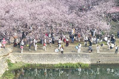 Cherry Blossoms in Full Bloom at Zhongshan Botanical Garden in Nanjing-stock-foto