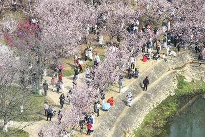 Cherry Blossoms in Full Bloom at Zhongshan Botanical Garden in Nanjing-stock-foto