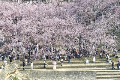Cherry Blossoms in Full Bloom at Zhongshan Botanical Garden in Nanjing-stock-foto