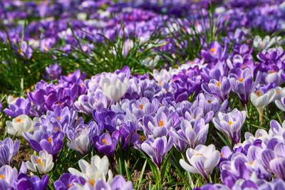Creative Highlights World  News Bilder des Tages Karlsruhe, Baden-W?rttemberg, Germany - March 4, 2025: Crocuses in purp-stock-photo