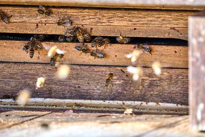 News Bilder des Tages Bavaria, Germany - March 9, 2025: A bee colony is active at the entrance hole of a beehive. The ho-stock-foto