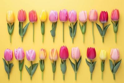 Eine Sammlung von getrennten Tulpen Blumen isoliert auf einem wei?en Hintergrund *** a Collection from separate Tulips F-stock-photo