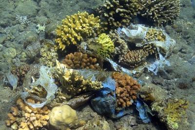 Plastikm?ll bedroht Korallen im Korallenriff Nordbali Bali Indonesien-stock-foto