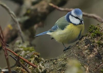 12.03.2025, Tierwelt, Fuerstenried West Muemchen-stock-photo