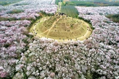 XI AN, CHINA - MARCH 13: Nearly 20 hectares of peach flowers are in full blossom around a royal tomb of the Ming Dynasty-stock-photo