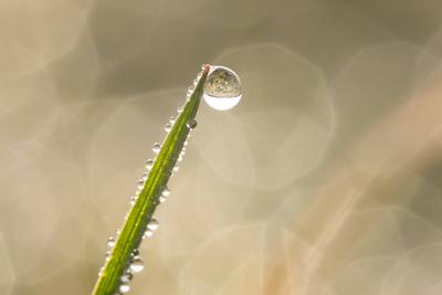 Creative Highlights World  Wassertropfen h?ngen am Morgen bei Sonnenschein an einem Grashalm in einer Wiese. Rottweil Ba-stock-photo