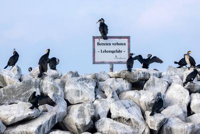 Kormorane auf Nahrungssuche-stock-foto
