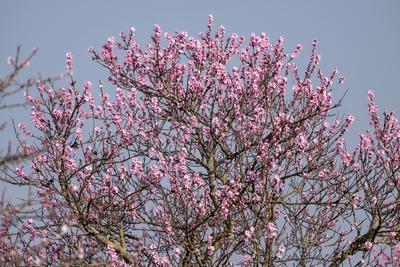 Mandelbl?te in Gimmeldingen, Pfalz-stock-foto