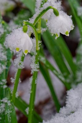 Der Winter ist zur?ck.-stock-foto