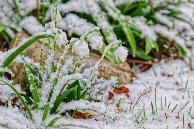 Der Winter ist zur?ck.-stock-foto