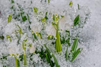 Der Winter ist zur?ck.-stock-foto