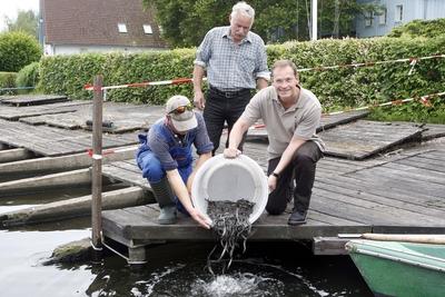 Europaeische Aale fuer Berlin, 475.000 junge-stock-foto
