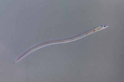 Europaeischer Flussaal (Anguilla anguilla), Glasaal eel, European eel, river eel (Anguilla anguilla), glass eel BLWS6161-stock-foto