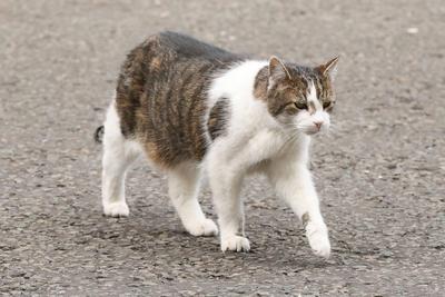Keir Starmer Departs Downing Street for PMQs in London-stock-foto