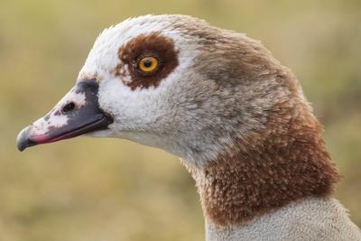 Portrait einer Nilgans (Alopochen aegyptiaca) am Decksteiner Weiher in K?ln. Sie ist afrikanischen Ursprungs und lebt an nahrungsreichen Binnenseen und Fl?ssen. Sie gilt als der h?ufigste afrotropische Entenvogel. *** Portrait of a Nile goose (Alopochen aegyptiaca) at the Decksteiner Weiher in Cologne. It is of African origin and lives in food-rich lakes and rivers. It is considered the most common Afrotropical duck bird.-stock-foto