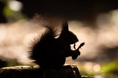 Ein Eichh?rnchen frisst im Doniswald bei K?nigsfeld und ist im Gegenlicht als Silhouette zu sehen. K?nigsfeld im Schwarz-stock-foto