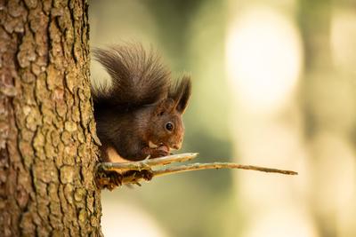 Ein Eichh?rnchen h?lt sich an einem Baum im Doniswald bei K?nigsfeld fest und frisst dabei eine Nuss. K?nigsfeld im Schw-stock-foto