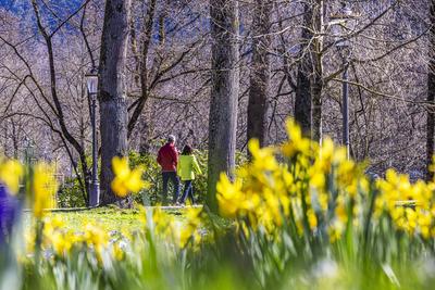 Fr?hling in Baden-Baden. Entlang der Lichtentaler Allee bl?hen Krokusse und Narzissen. Spazierg?nger flanieren und die S-stock-foto