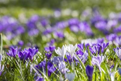 News Bilder des Tages Fr?hling in Baden-Baden. Entlang der Lichtentaler Allee bl?hen Krokusse und Narzissen. Spazierg?ng-stock-foto