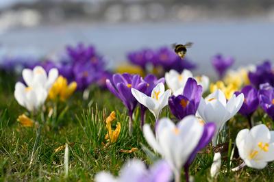Krokusse am Finkenwerder Elbufer-stock-foto